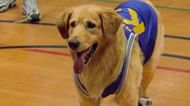 Air Bud (image via Keystone Pictures)